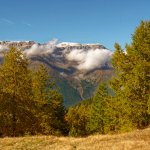 Dal pascolo al lariceto